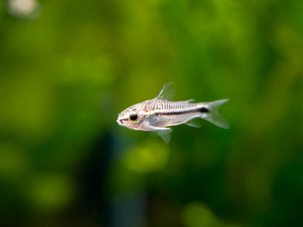 pygmy corydoras