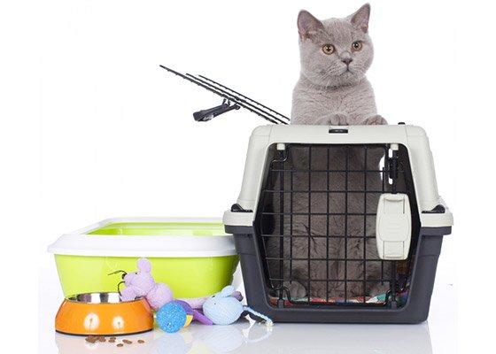 Kedi ürünleri