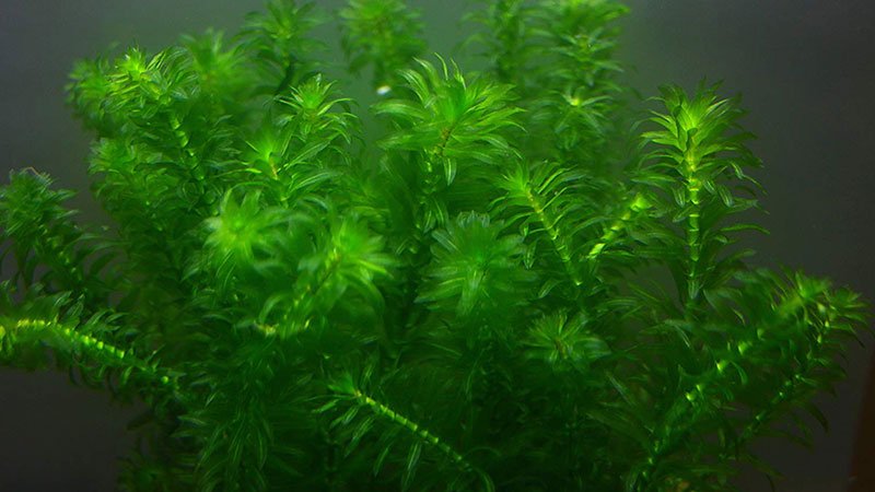 Elodea Densa