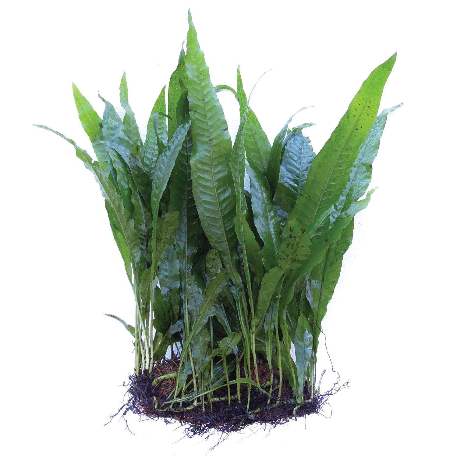 Jave fern