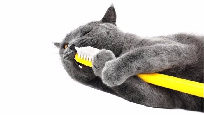 Kedi Diş Fırçası