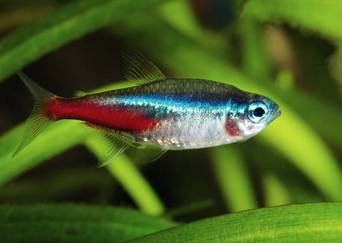neon tetra