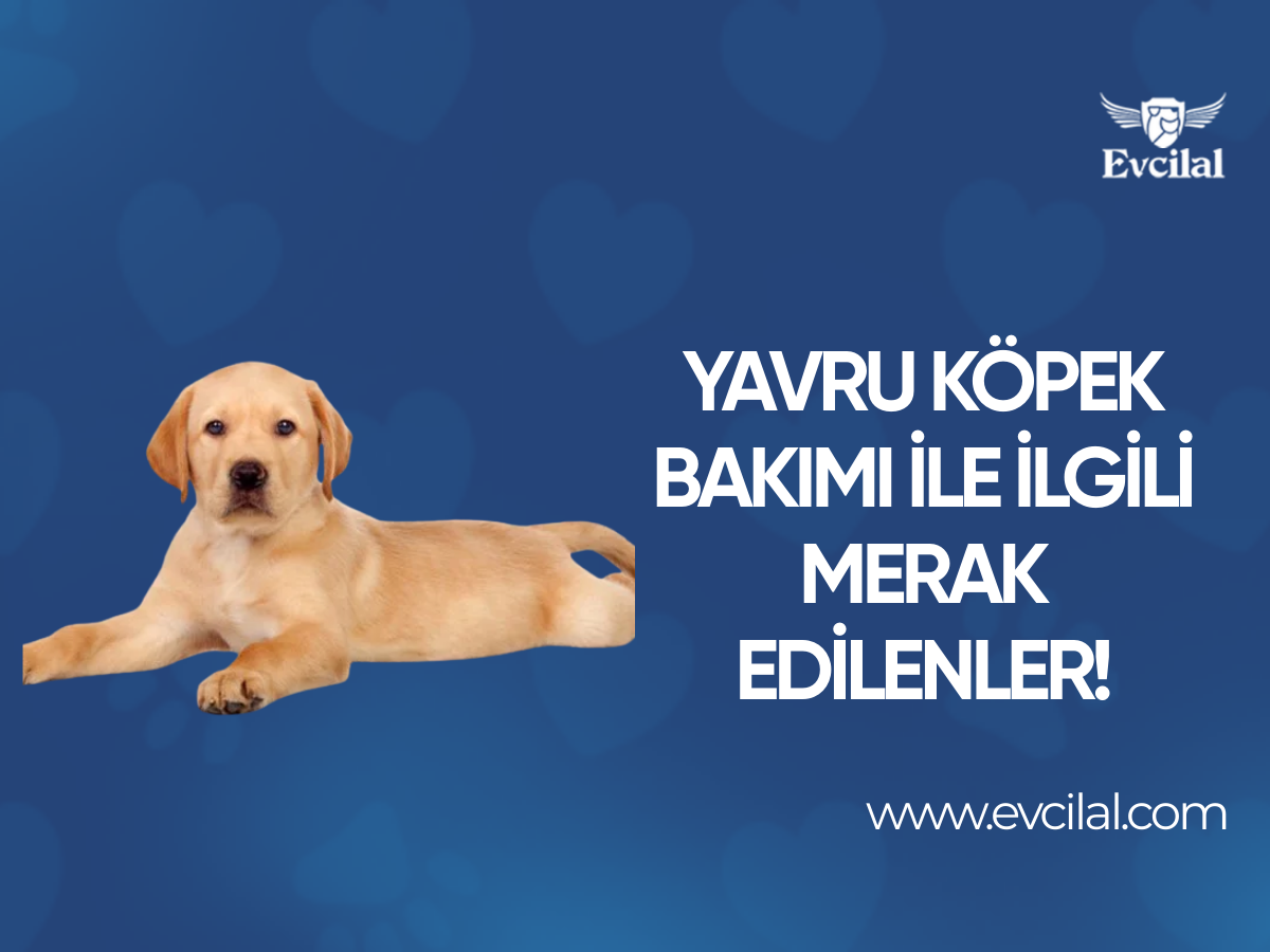 Yavru köpek bakımı ile ilgili merak edilenler!