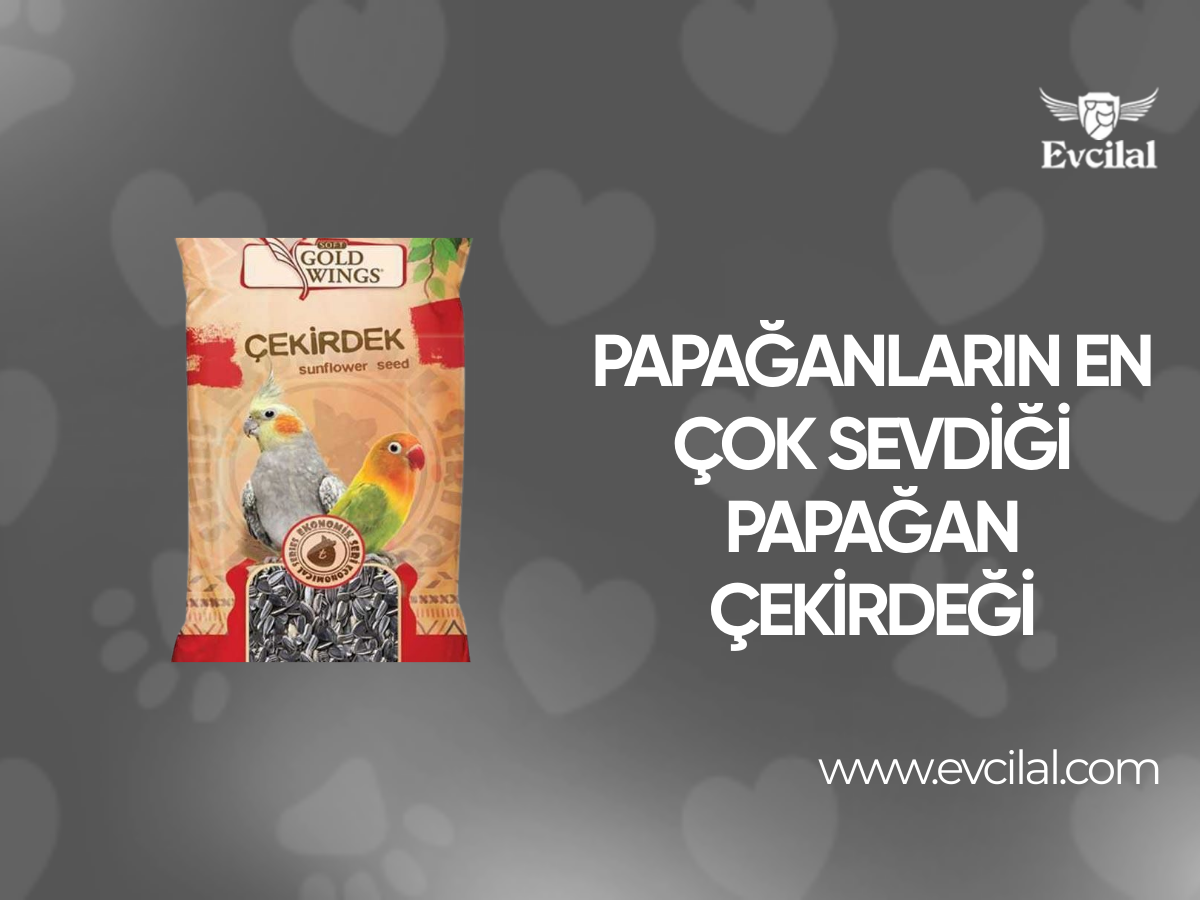 Papağanların En Çok Sevdiği Papağan Çekirdeği
