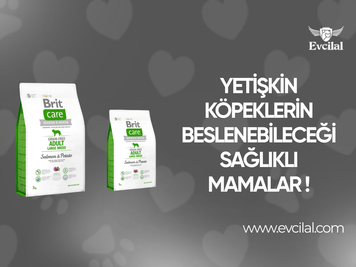 Yetişkin köpeklerin beslenebileceği sağlıklı mamalar !