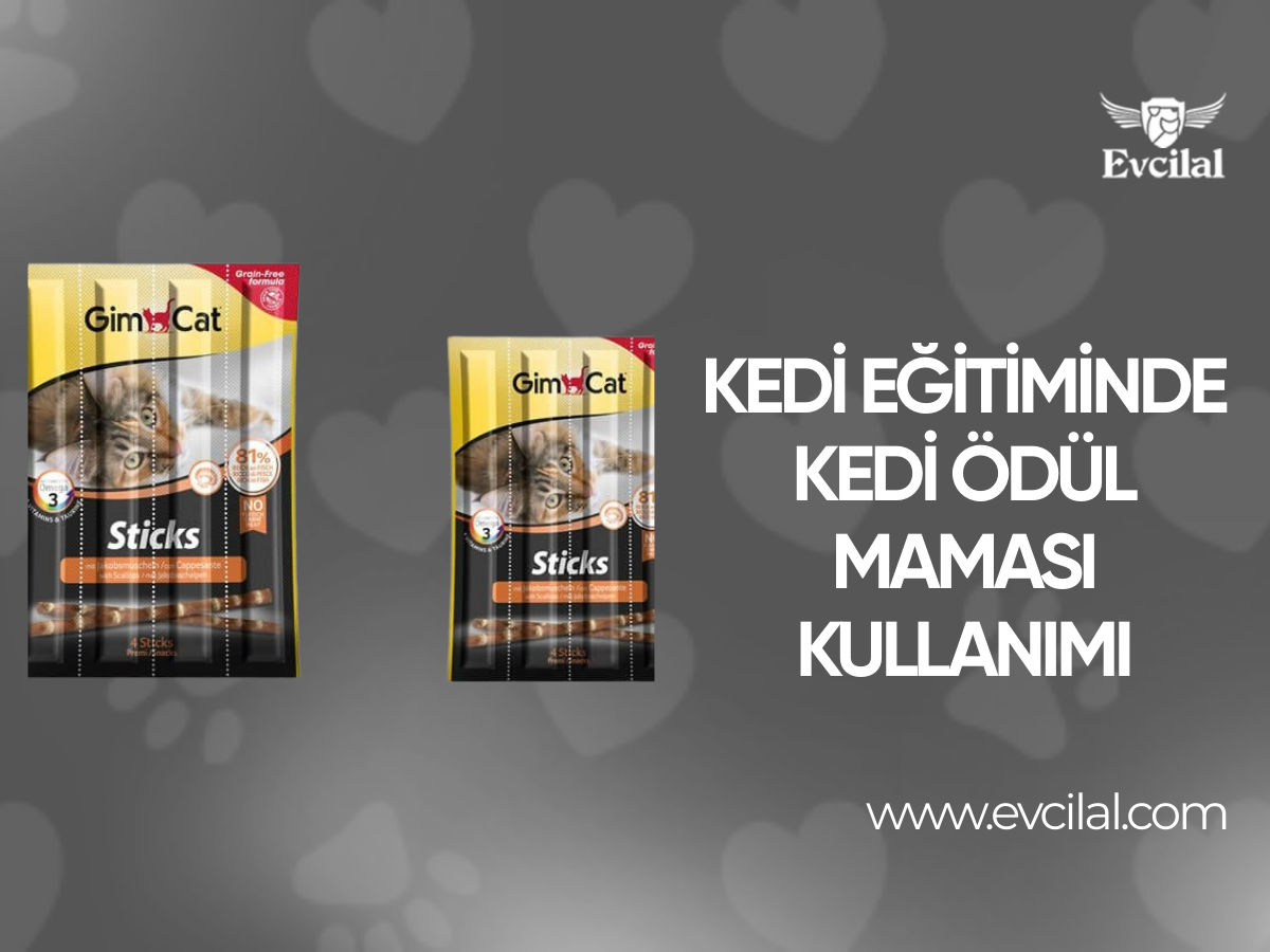 Kedi Eğitiminde Kedi Ödül Maması Kullanımı