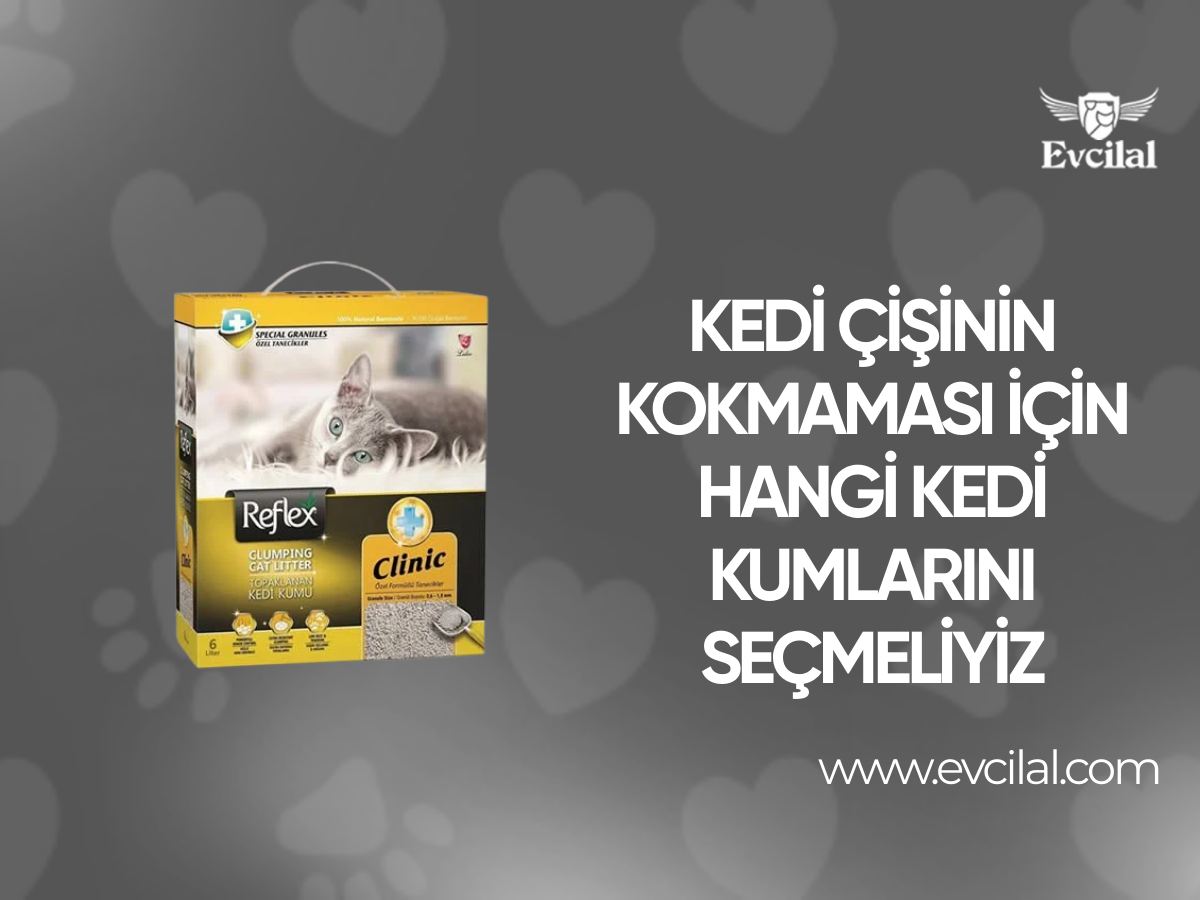 Kedi Çişinin Kokmaması İçin Hangi Kedi Kumlarını Seçmeliyiz