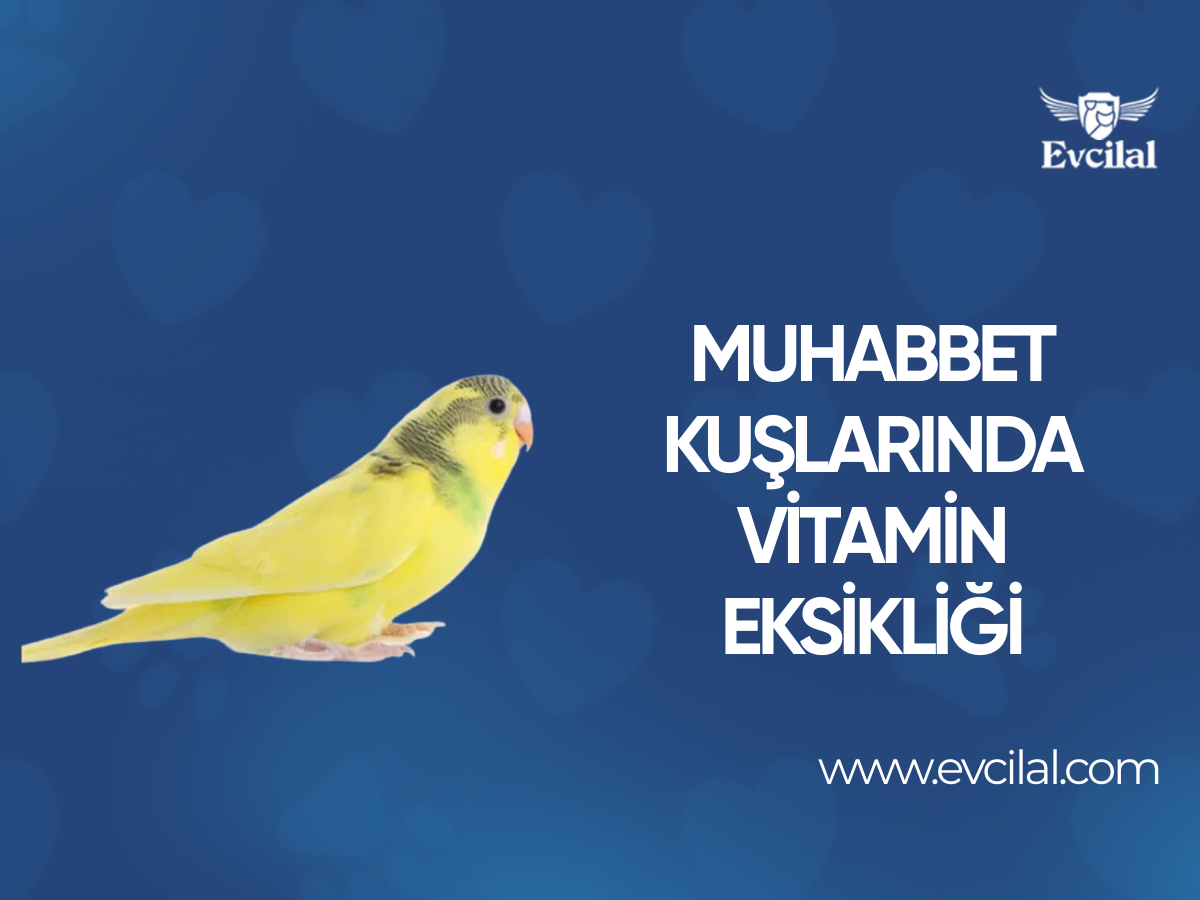 Muhabbet Kuşlarında Vitamin Eksikliği