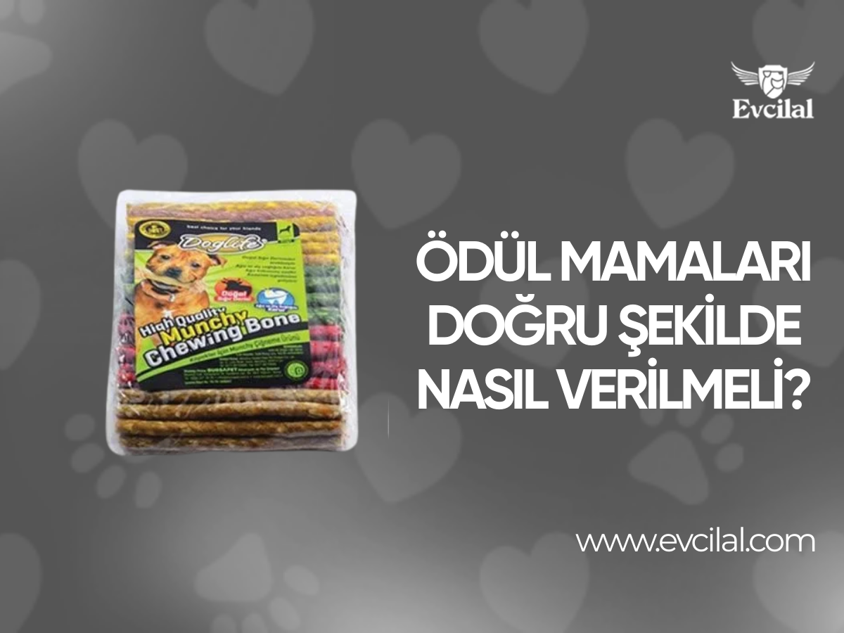 Ödül Mamaları Doğru Şekilde Nasıl Verilmeli?