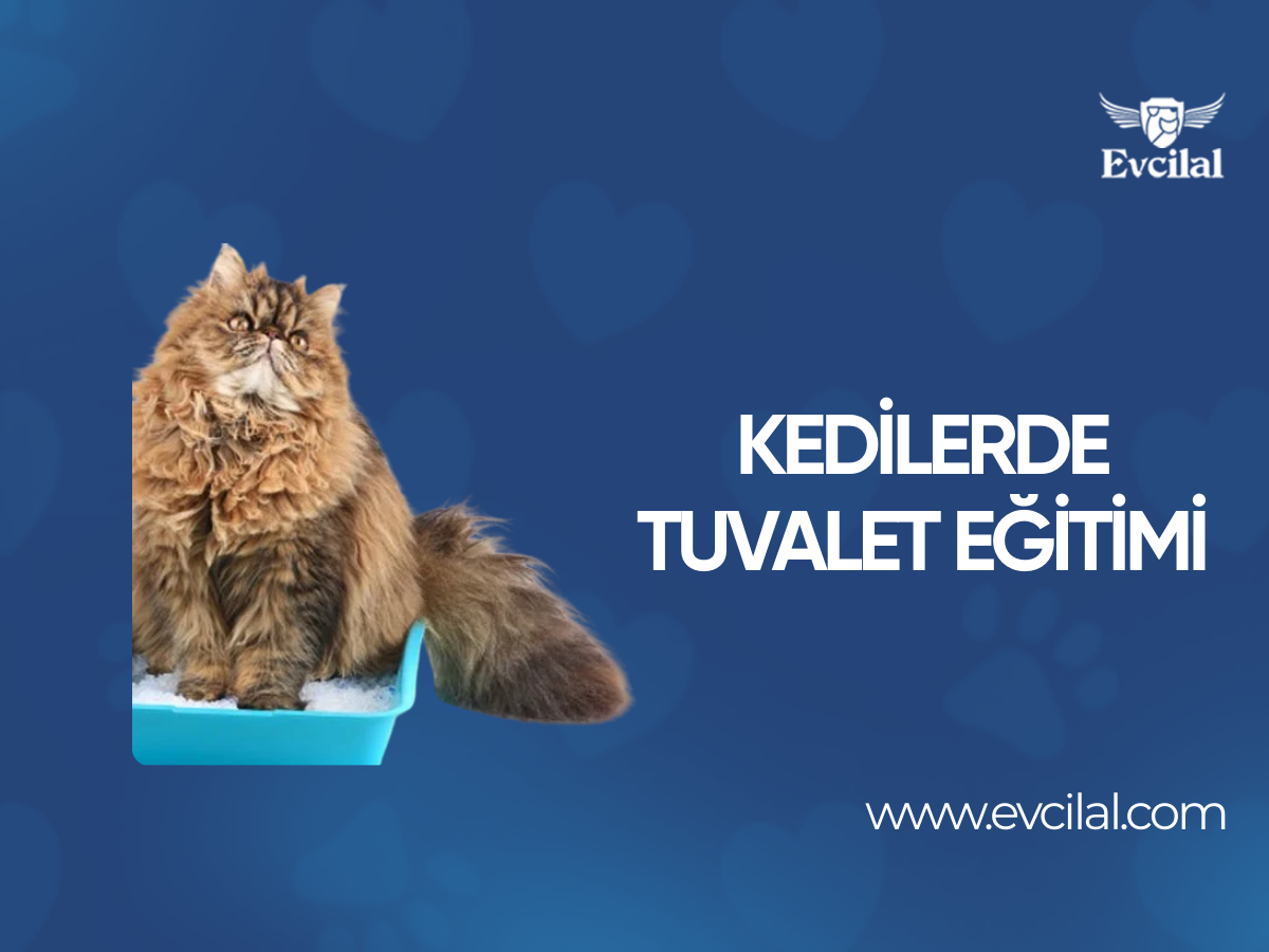 Kedilerde Tuvalet Eğitimi