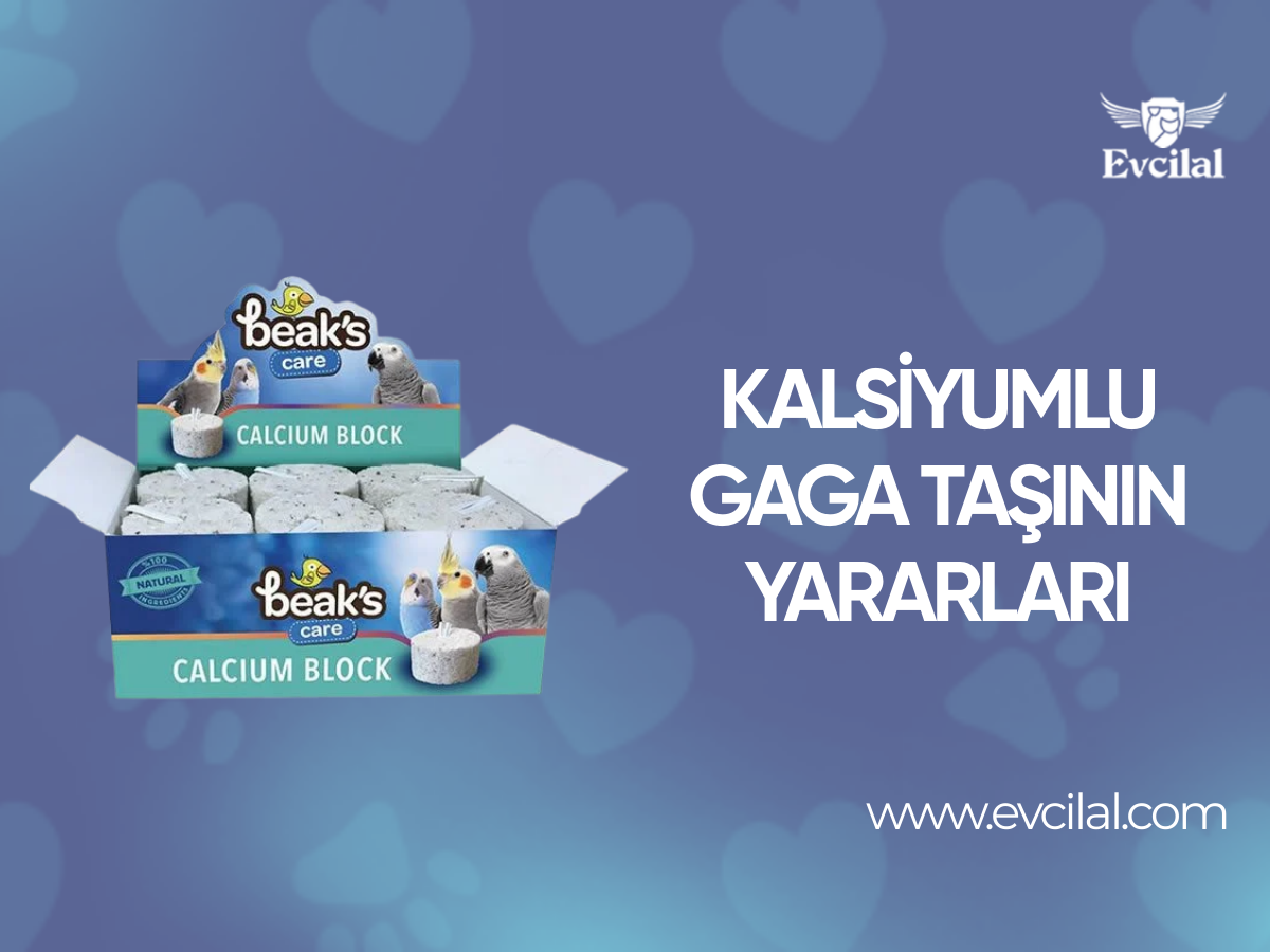 Kalsiyumlu Gaga Taşının Yararları