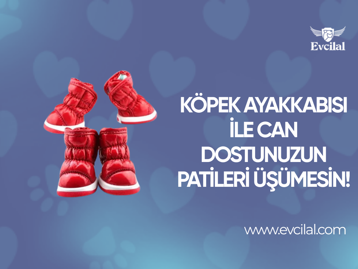 Köpek Ayakkabısı İle Can Dostunuzun Patileri Üşümesin!