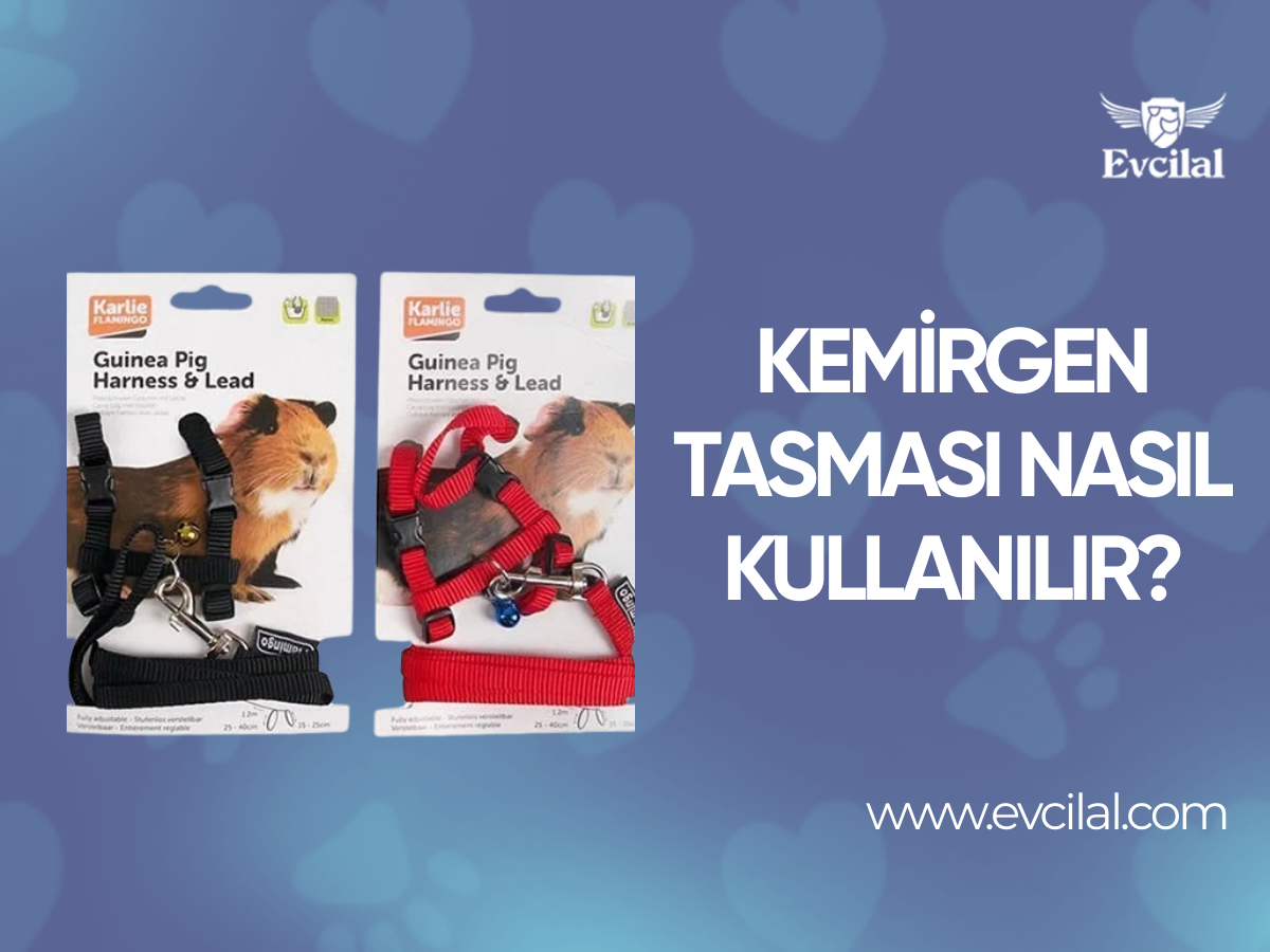 Kemirgen Tasması Nasıl Kullanılır?