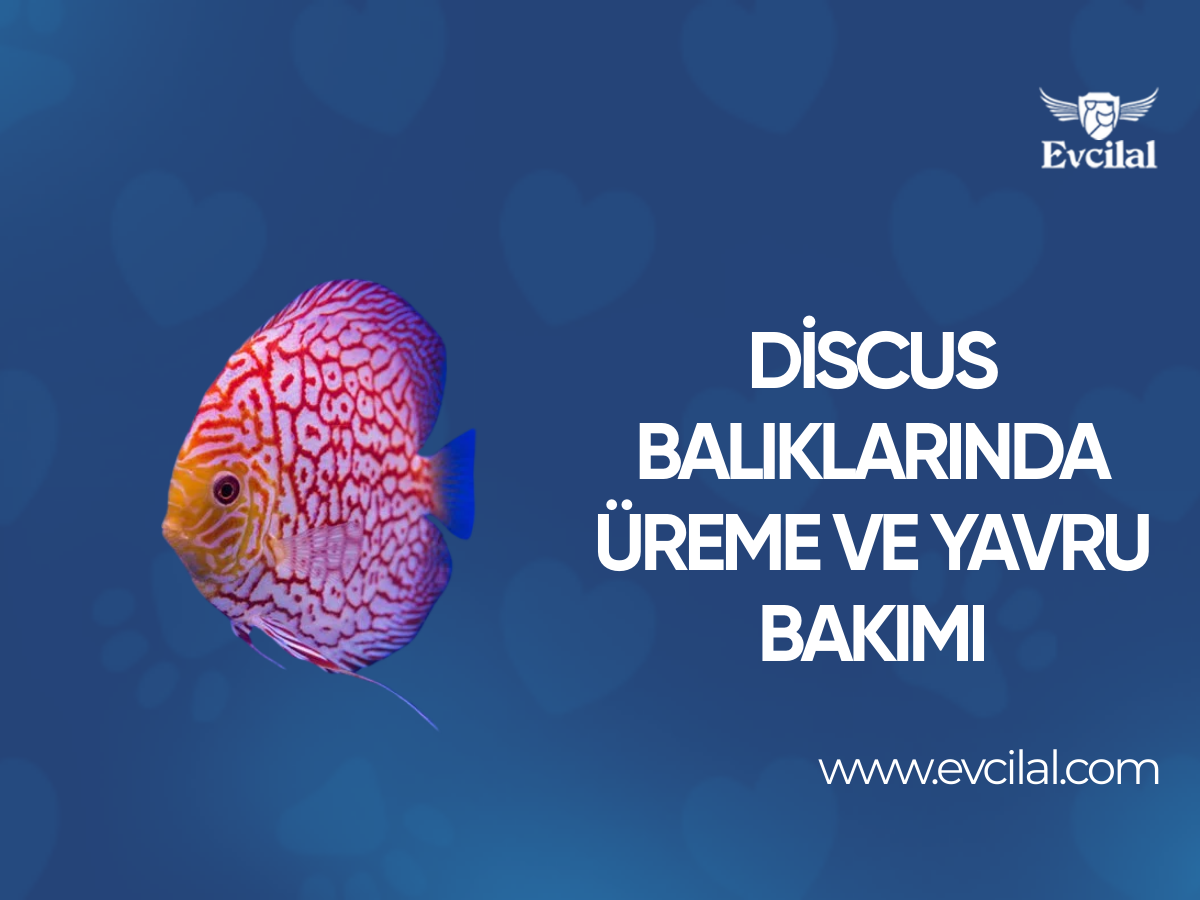 Discus Balıklarında Üreme ve Yavru Bakımı