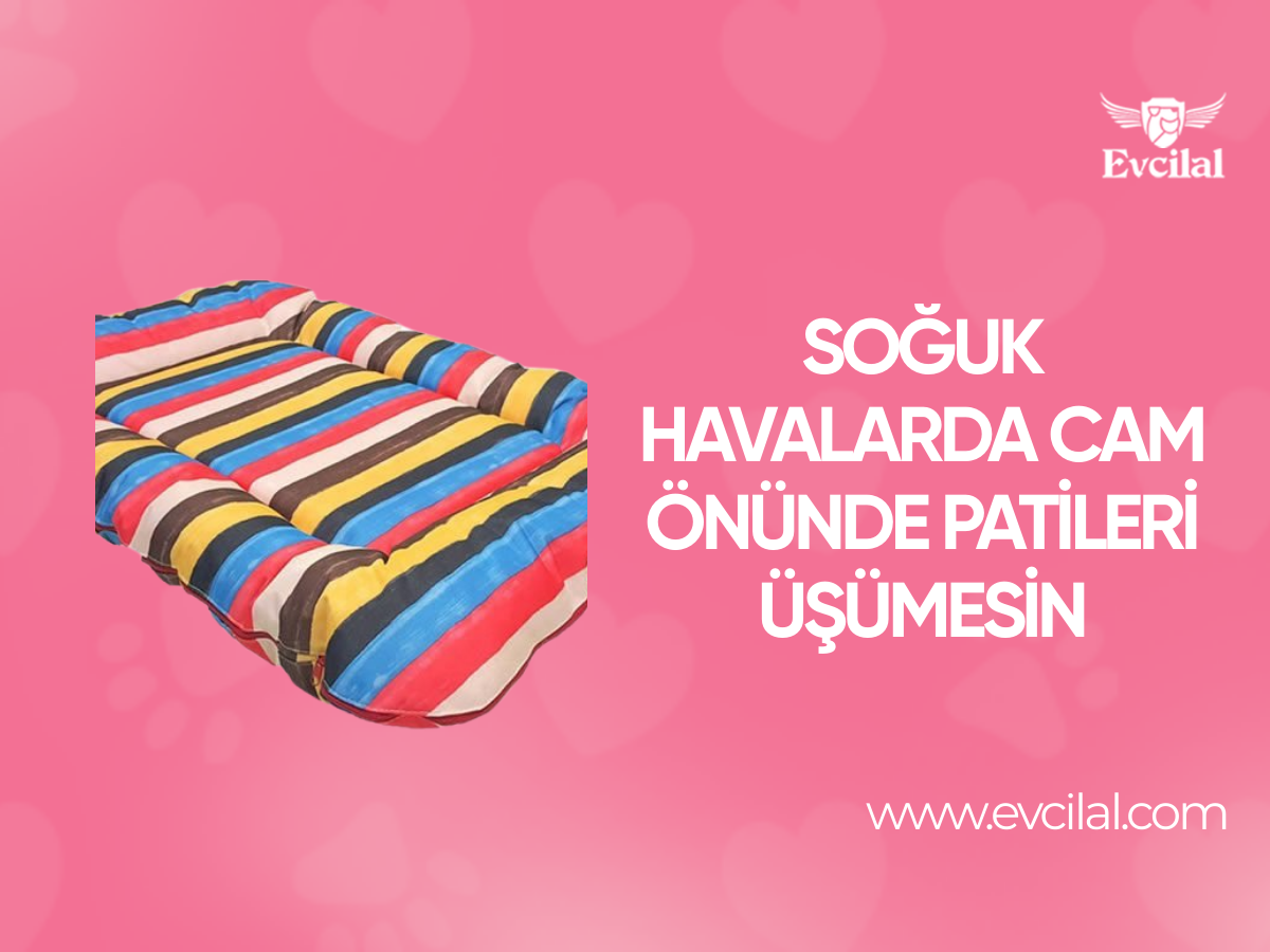 Soğuk Havalarda Cam Önünde Patileri Üşümesin