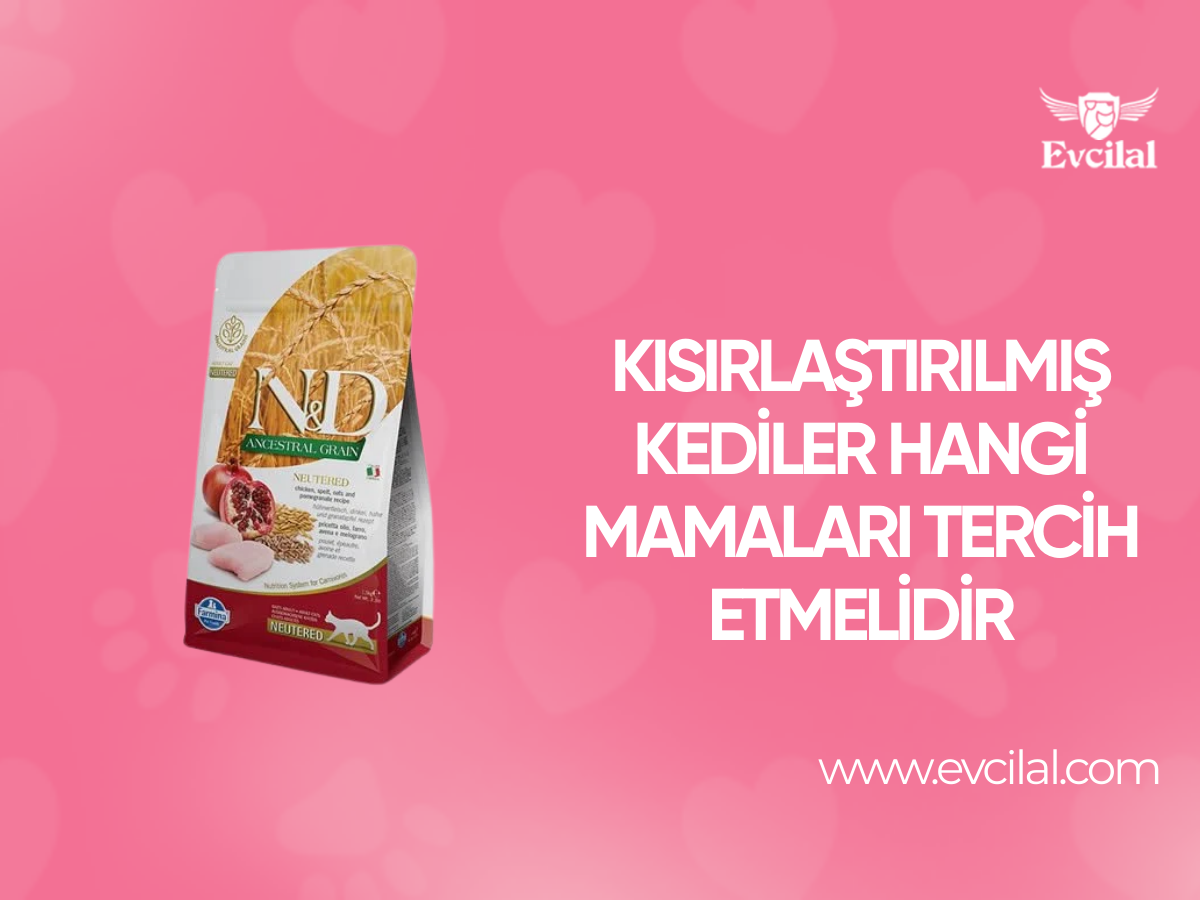 Kısırlaştırılmış Kediler Hangi Mamaları Tercih Etmelidir
