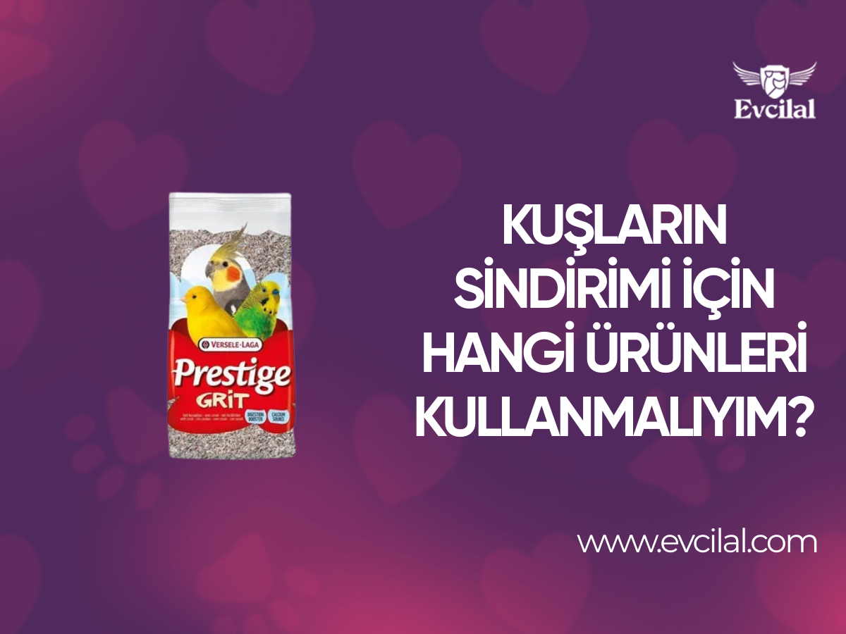 Kuşların Sindirimi İçin Hangi Ürünleri Kullanmalıyım?
