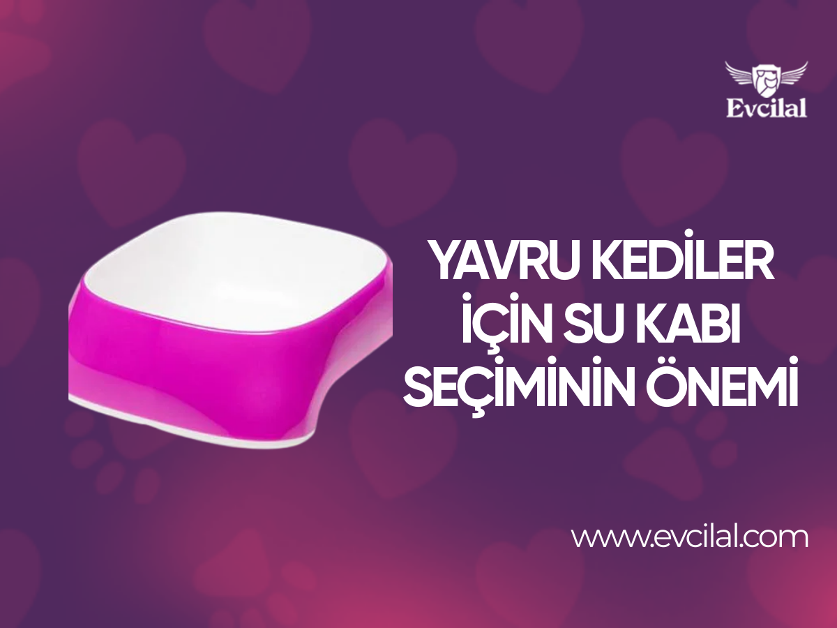 Yavru Kediler İçin Su Kabı Seçiminin Önemi