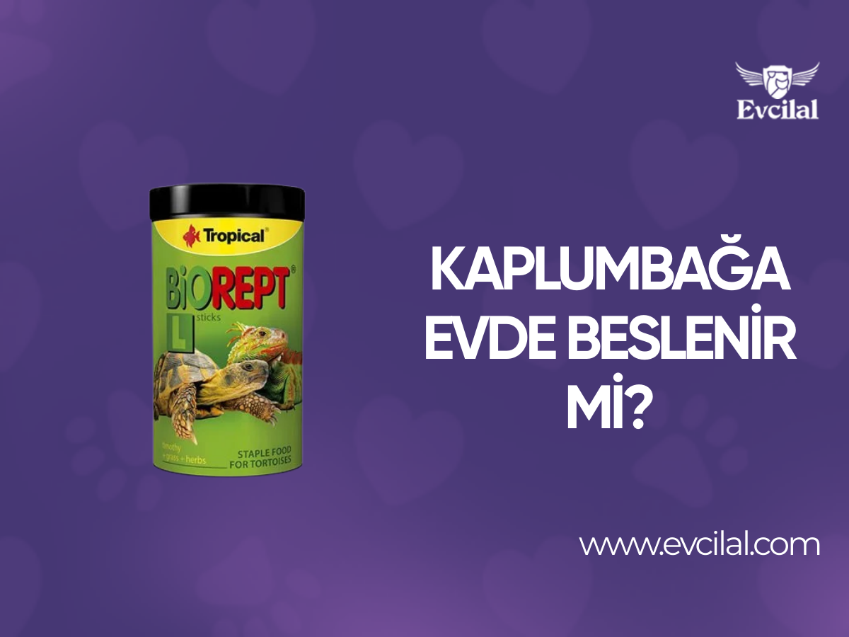 Kaplumbağa Evde Beslenir mi?