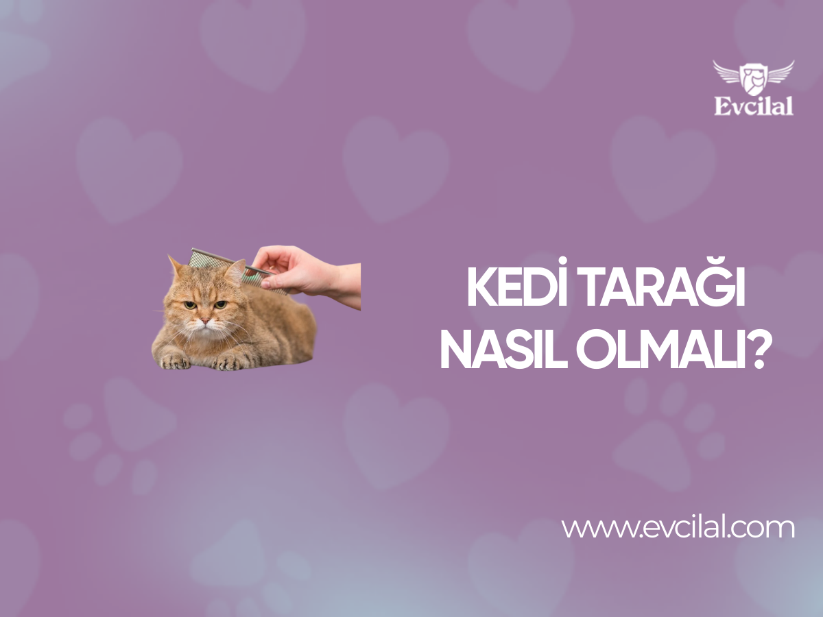 Kedi Tarağı Nasıl Olmalı?