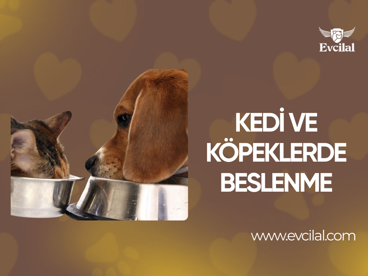 Kedi ve Köpeklerde Beslenme