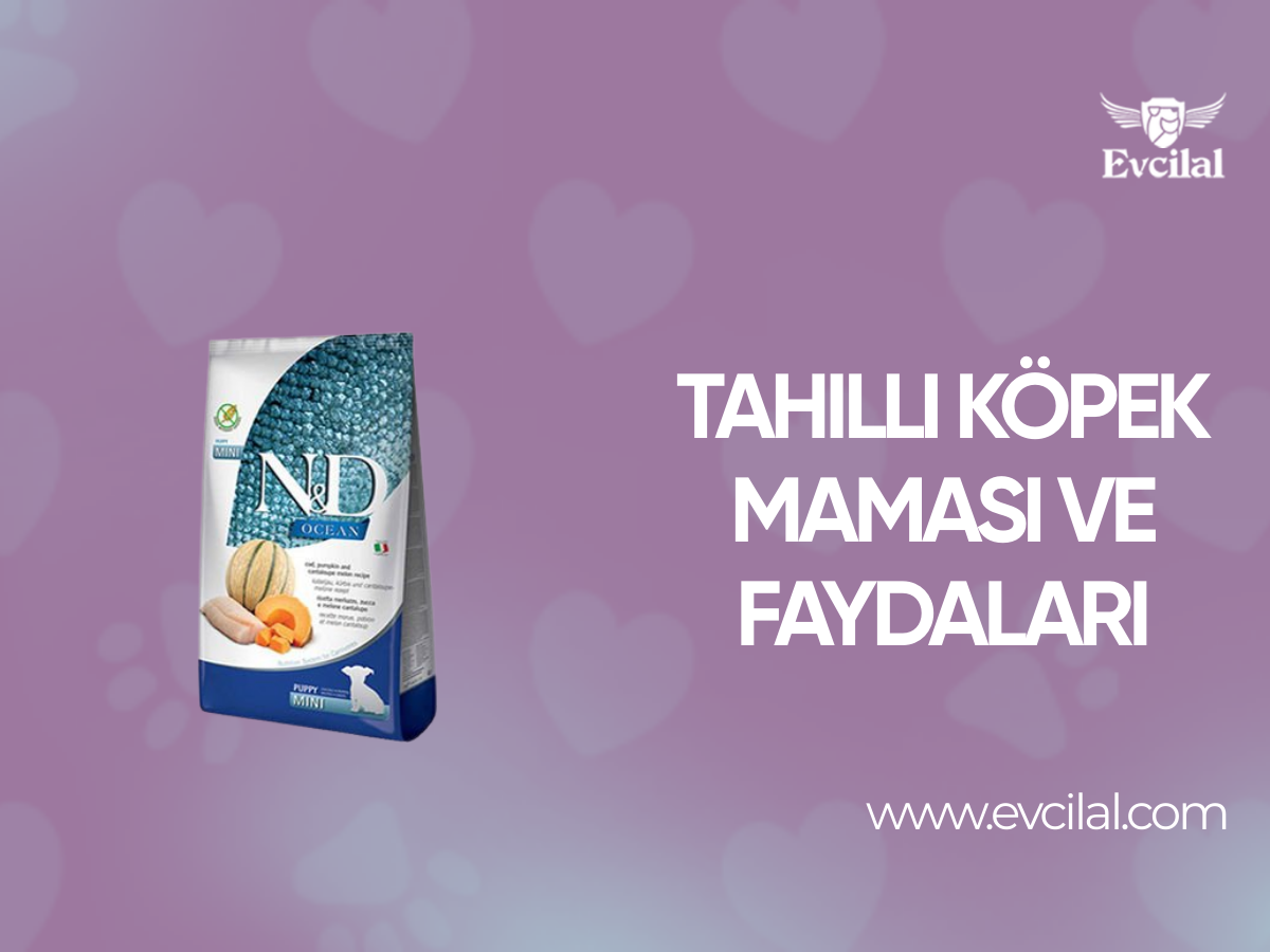 Tahıllı Köpek Maması ve Faydaları