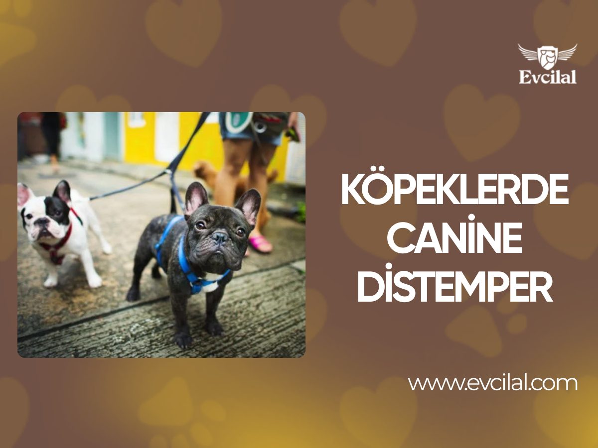 Köpek Hastalığı Canine Distemper - Gençlik Hastalığı