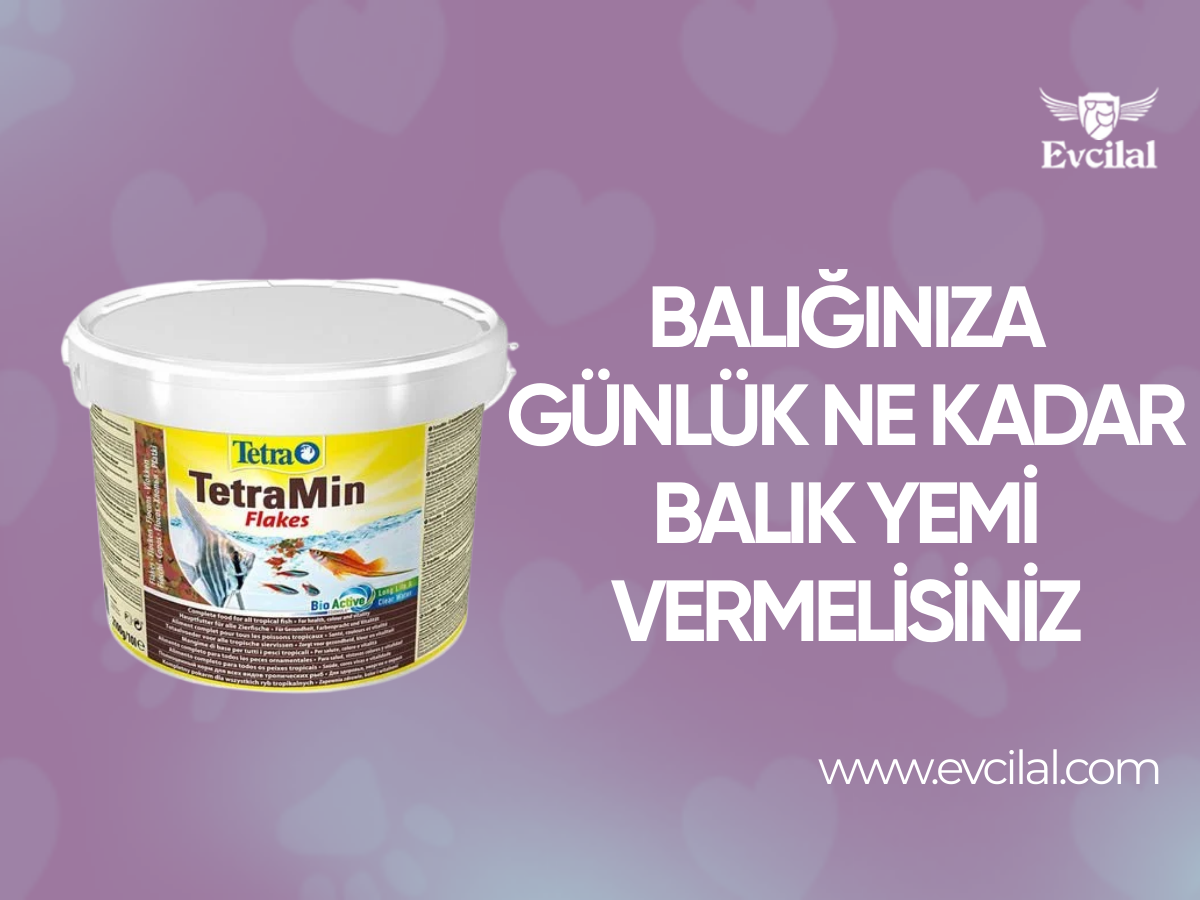 Balığınıza Günlük Ne Kadar Balık Yemi Vermelisiniz