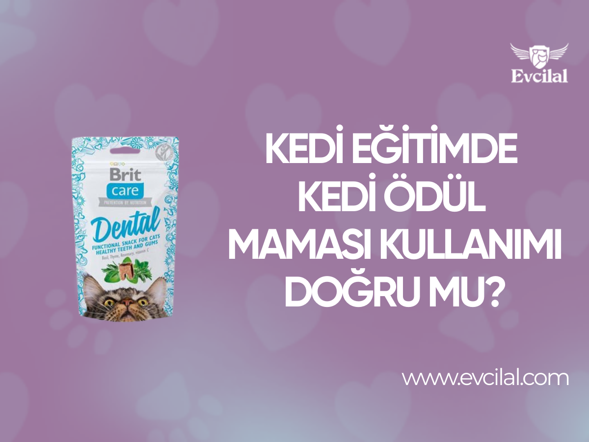 Kedi Eğitimde Kedi Ödül Maması Kullanımı Doğru Mu