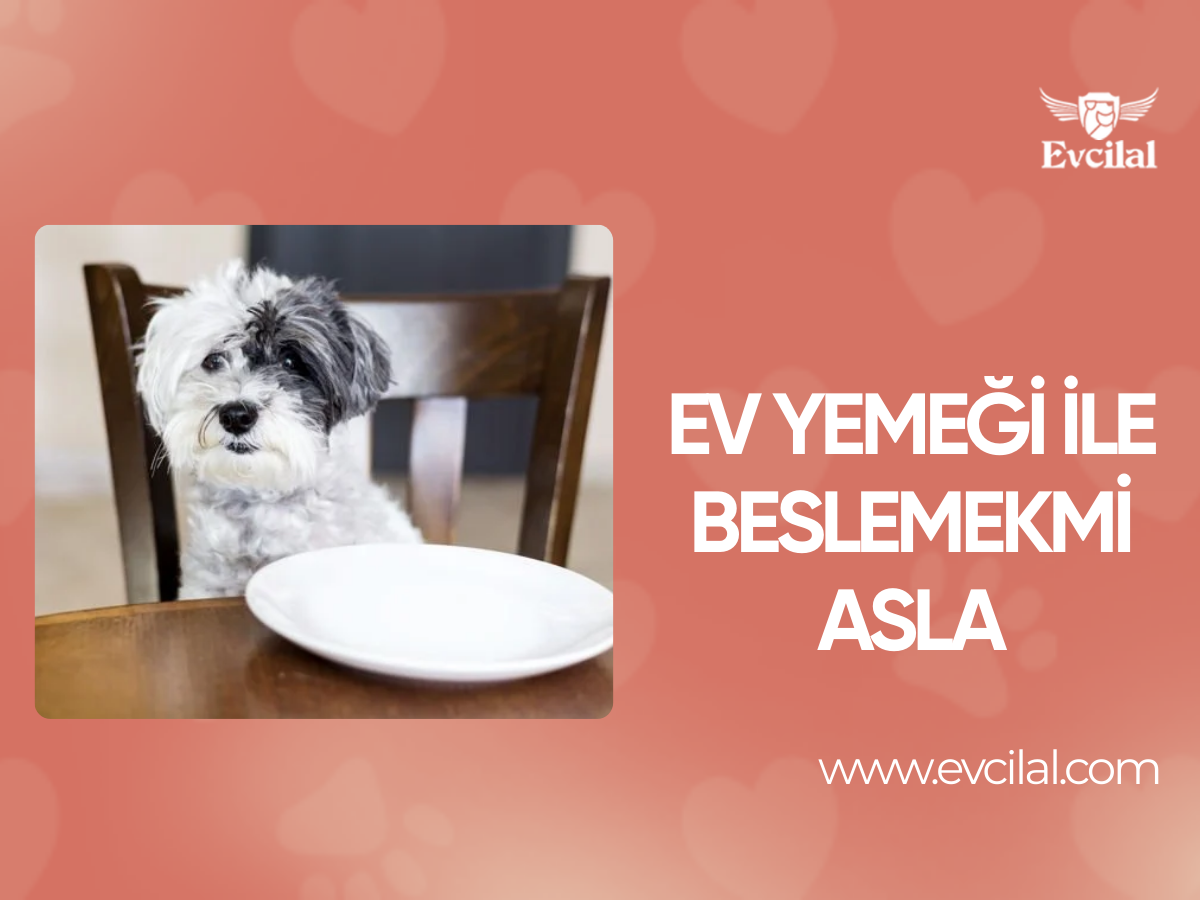 Ev Yemeği İle Beslemekmi Asla