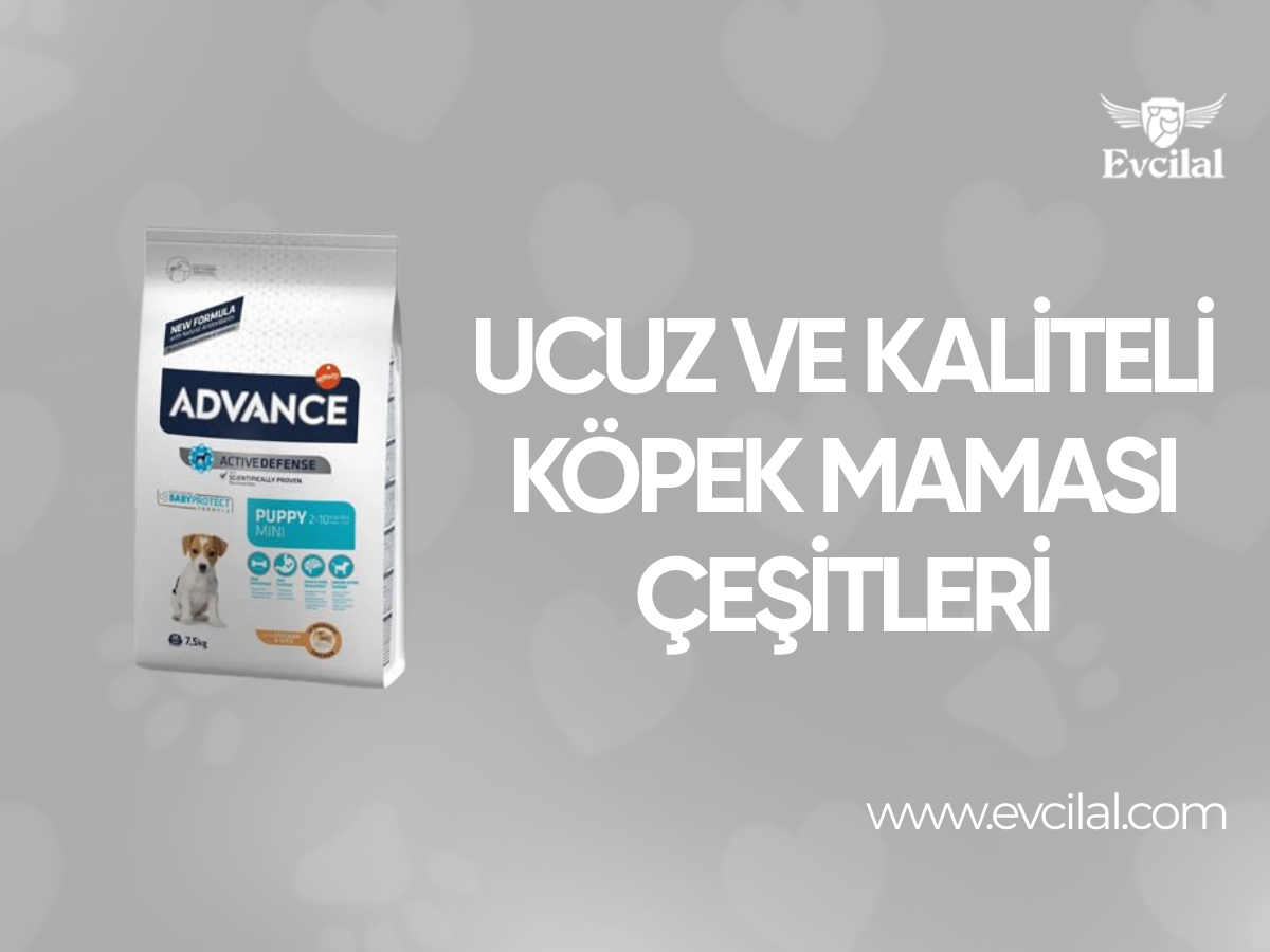 Ucuz ve Kaliteli Köpek Maması Çeşitleri Hangileri?