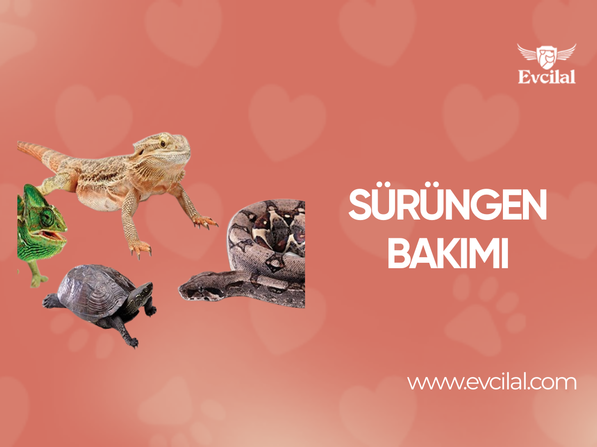 Sürüngen Bakımı