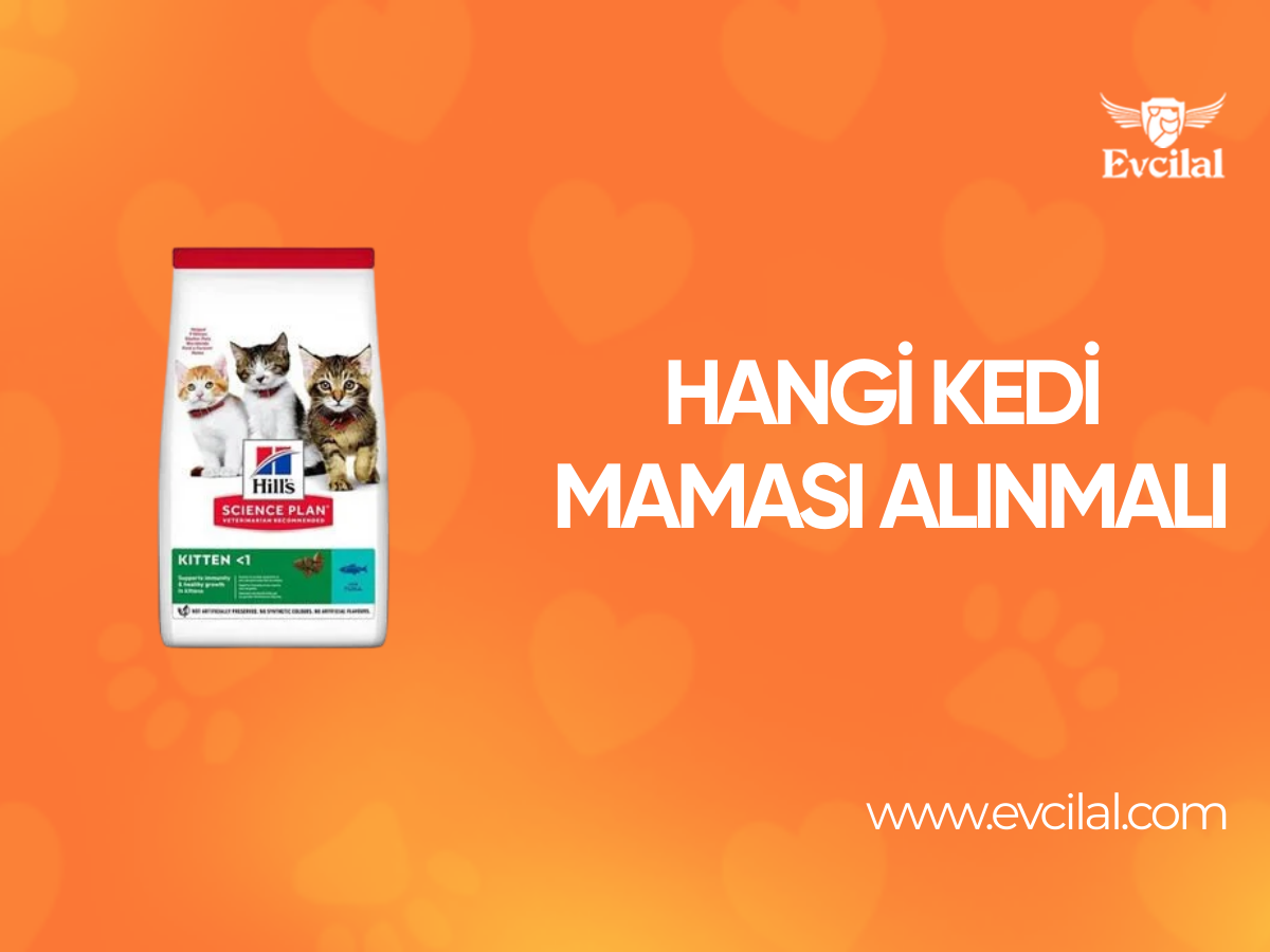 Hangi Kedi Maması Alınmalı
