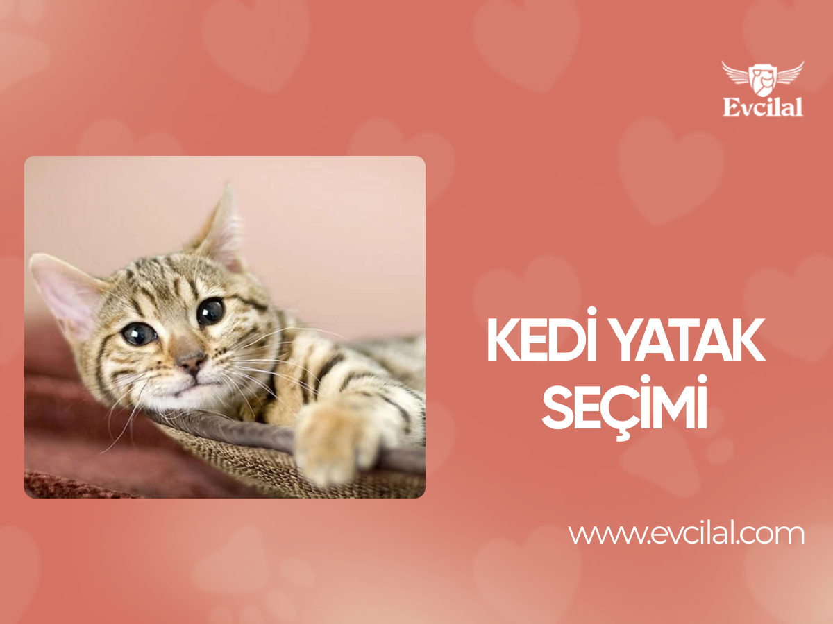 Kedi yatak seçimi