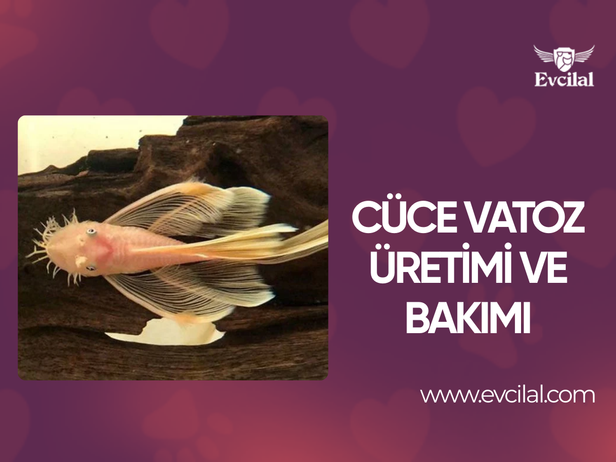 Cüce Vatoz Üretimi ve Bakımı
