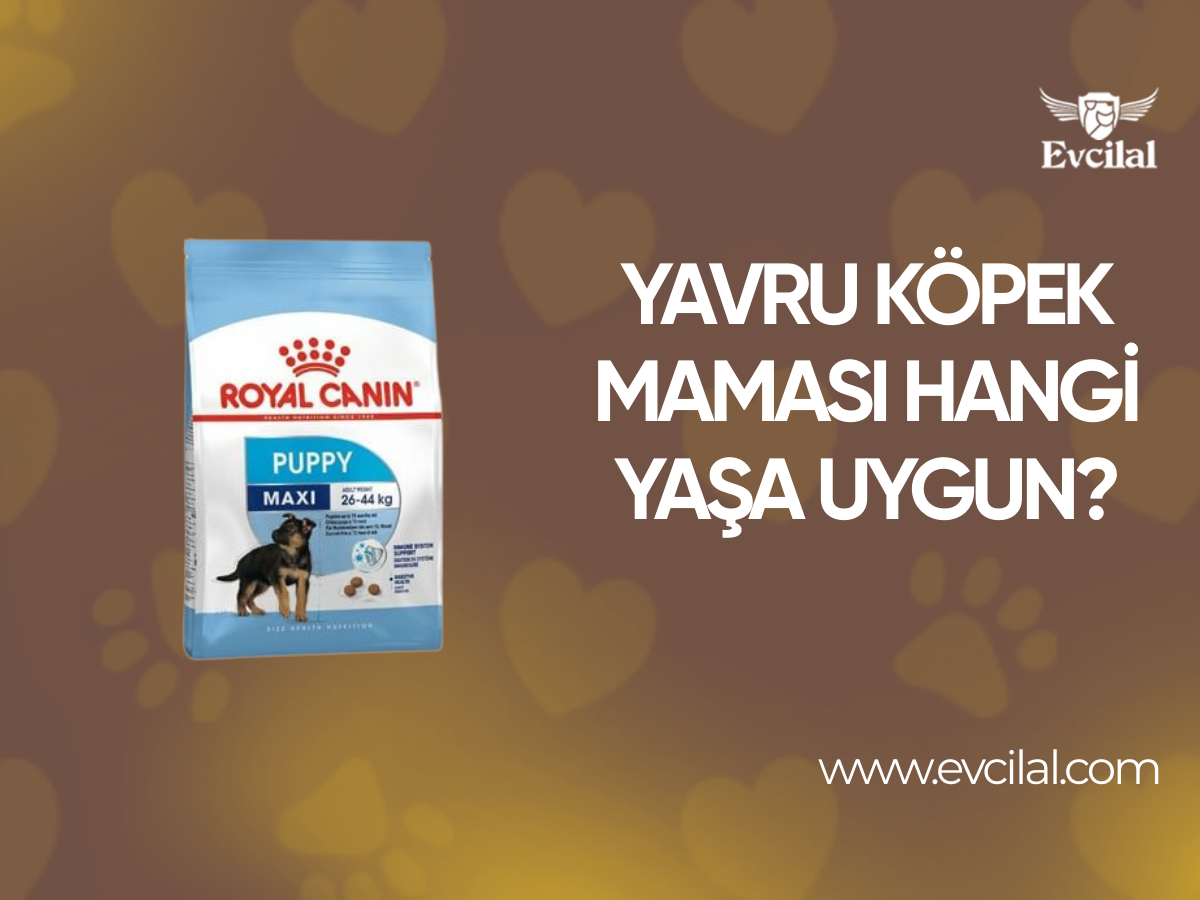 Yavru Köpek Maması Hangi Yaş Grubundaki Köpekler İçin Uygundur?