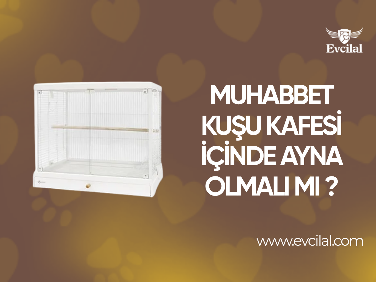 Muhabbet Kuşu Kafesi İçinde Ayna Olmalı Mı?