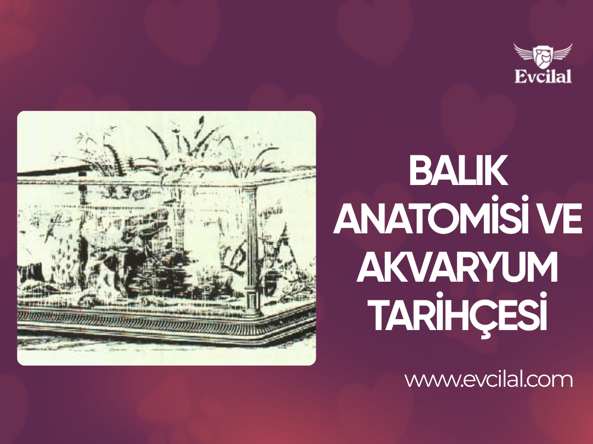 Balık anatomisi ve akvaryum tarihçesi