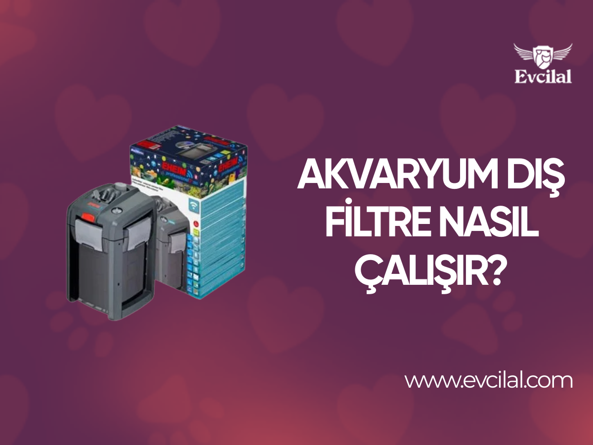 Akvaryum Dış Filtre Nasıl Çalışır?