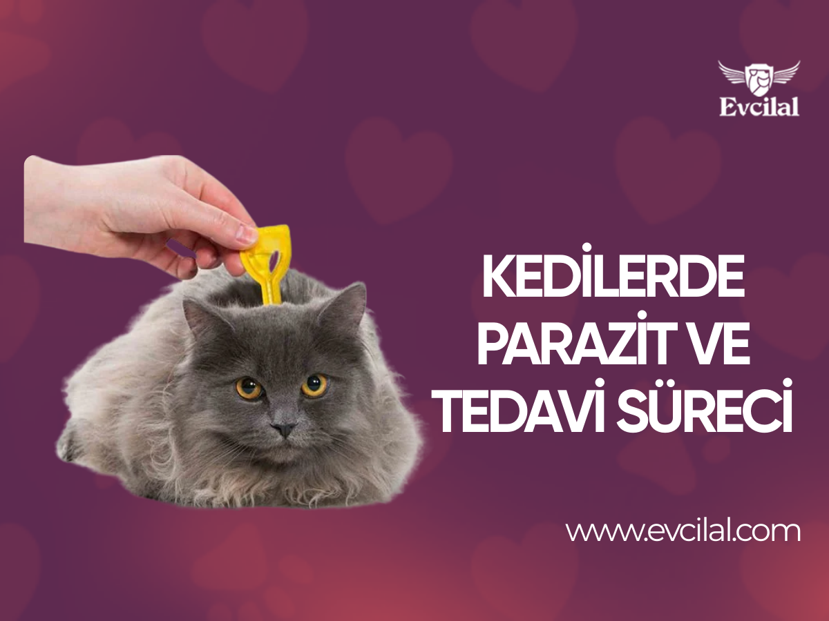 Kedilerde Parazit ve Tedavi Süreci
