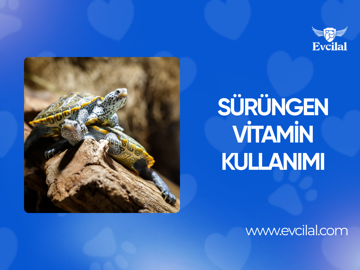 Sürüngen Vitamin Kullanımı