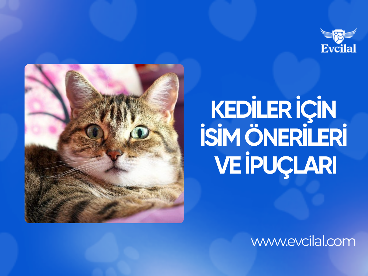 Kediler İçin İsim Önerileri ve İpuçları