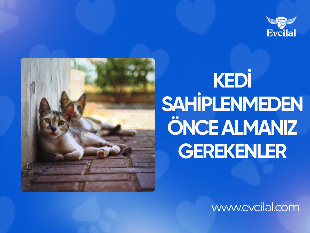 Kedi Sahiplenmeden Önce Almanız Gerekenler