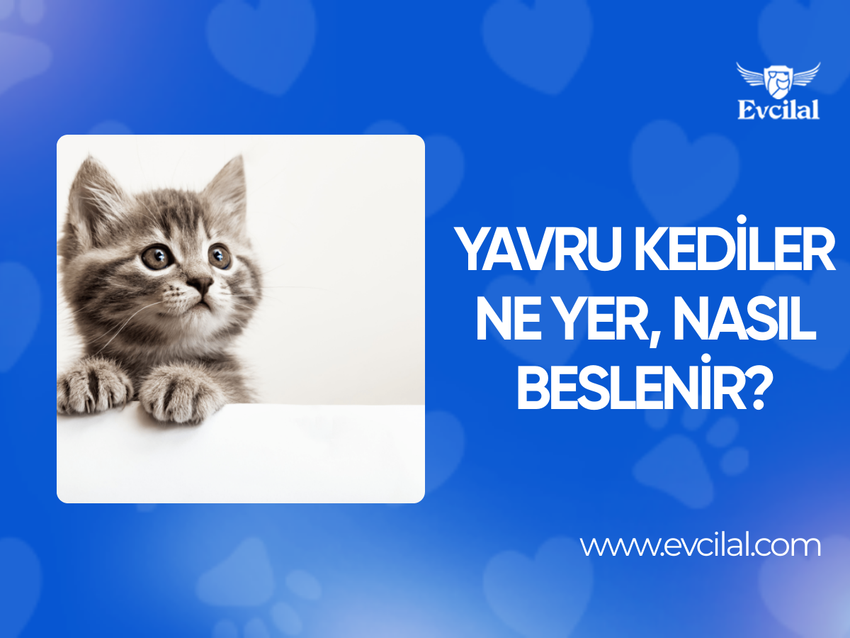 Yavru Kediler Ne Yer, Nasıl Beslenir?