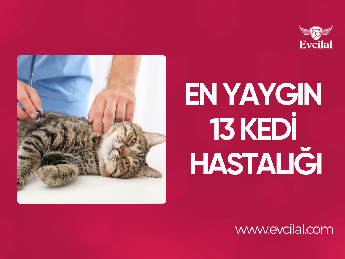 En Yaygın 13 Kedi Hastalığı, Parazit ve Sağlık Sorunu