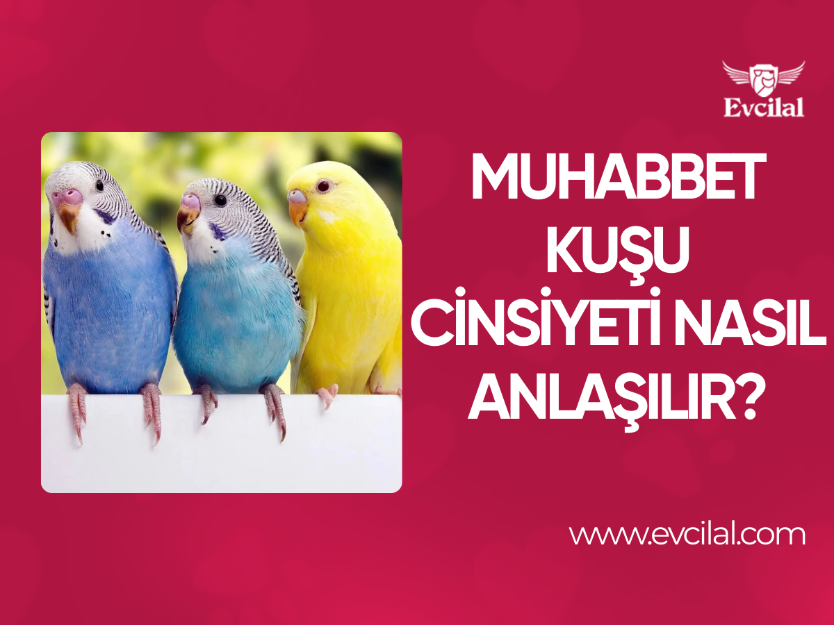 Muhabbet Kuşu Cinsiyeti Nasıl Anlaşılır?