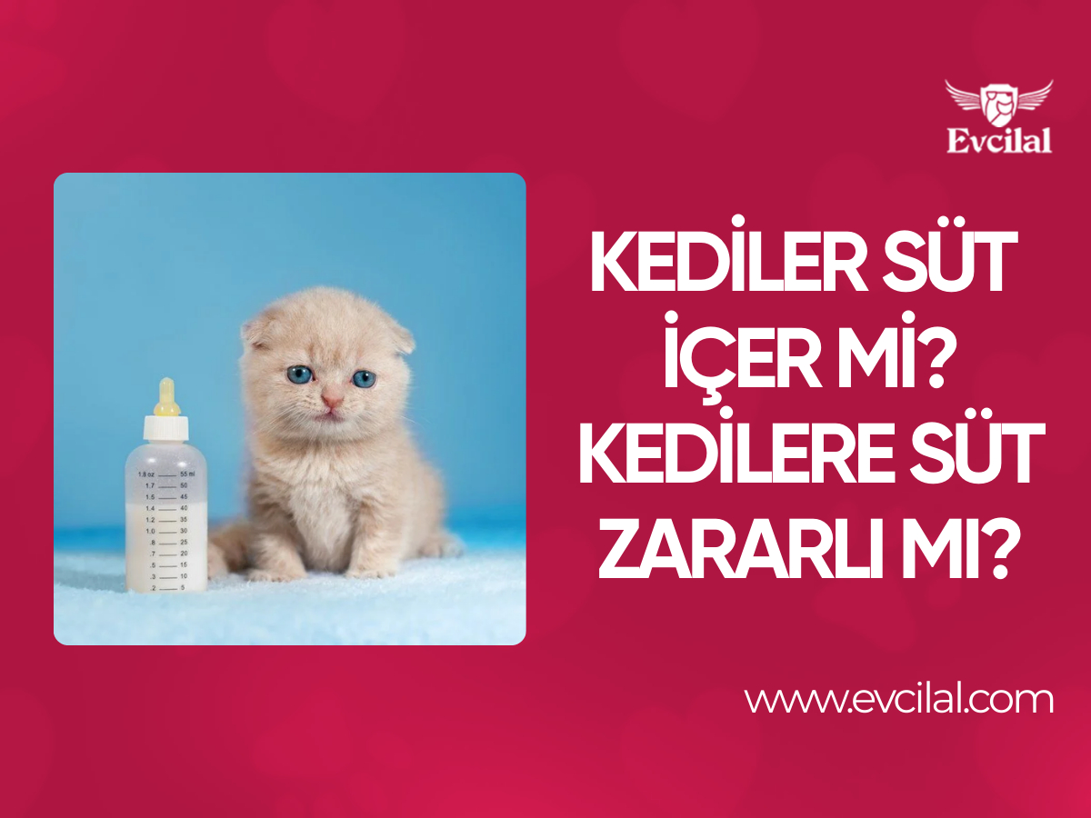 Kediler Süt İçer mi? Kedilere Süt Zararlı mı?