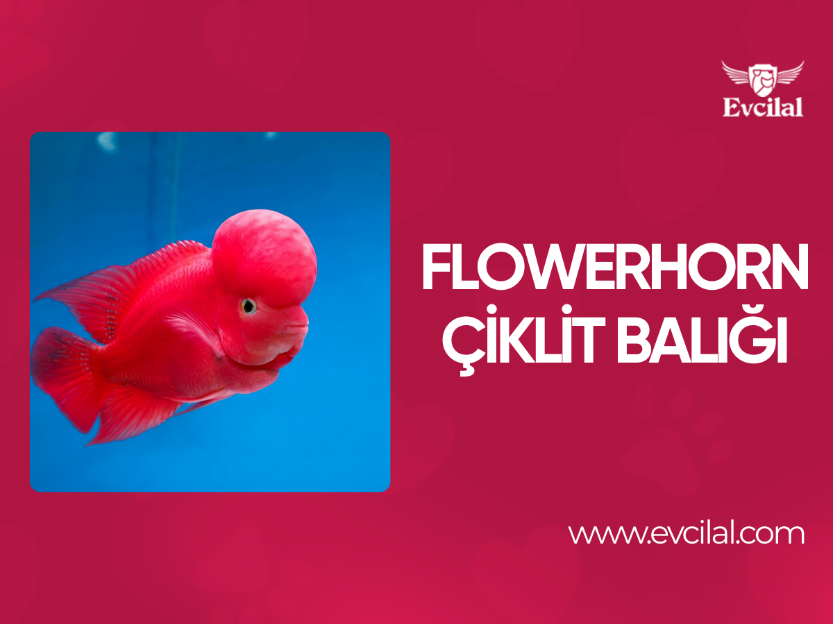 Flowerhorn Çiklit Balığı