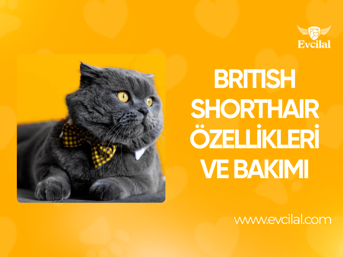 British Shorthair: Irk Profili, Özellikleri ve Bakımı