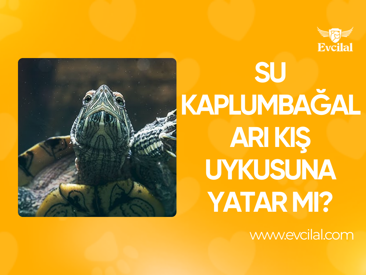 Su Kaplumbağaları Kış Uykusuna Yatar Mı?